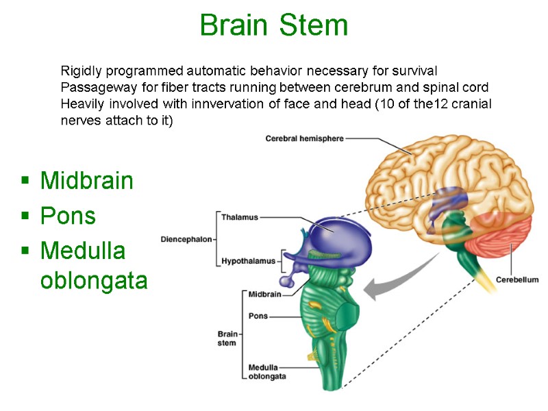 Brain Stem  Midbrain Pons Medulla oblongata Rigidly programmed automatic behavior necessary for survival